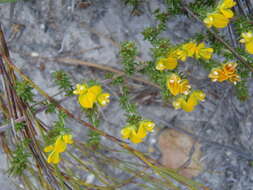 Слика од Aspalathus juniperina subsp. juniperina