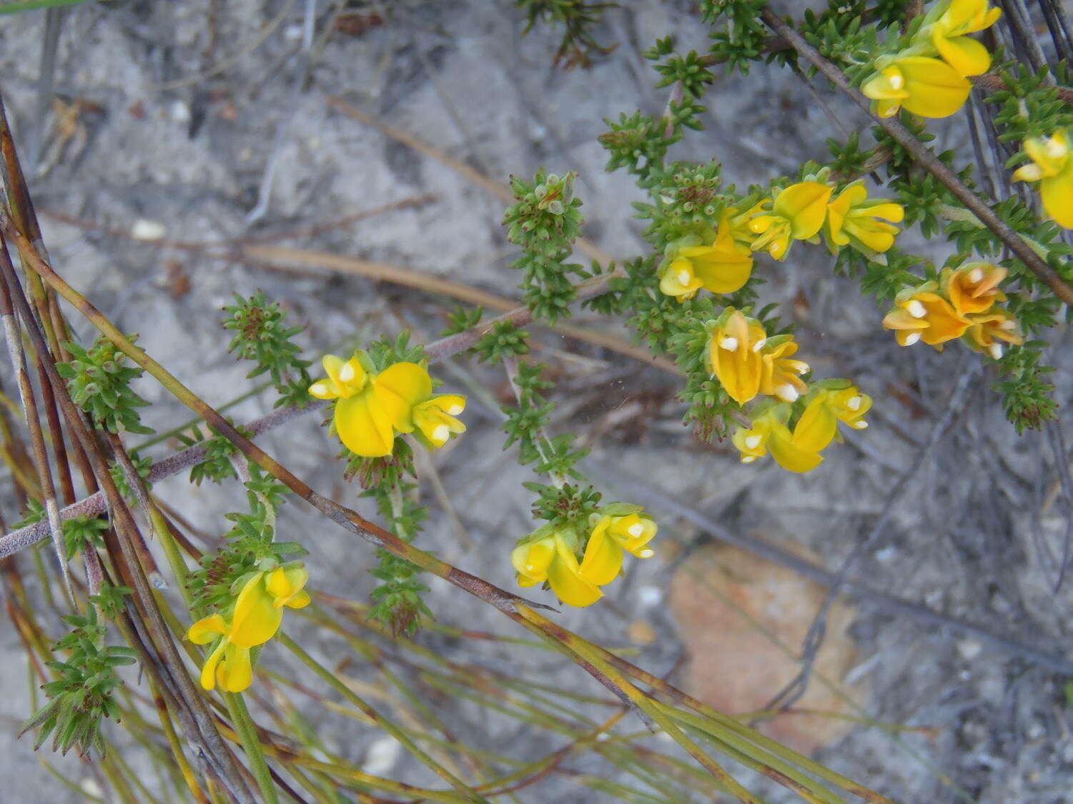 Слика од Aspalathus juniperina subsp. juniperina