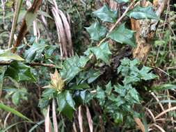 Image of Ilex bioritsensis Hayata