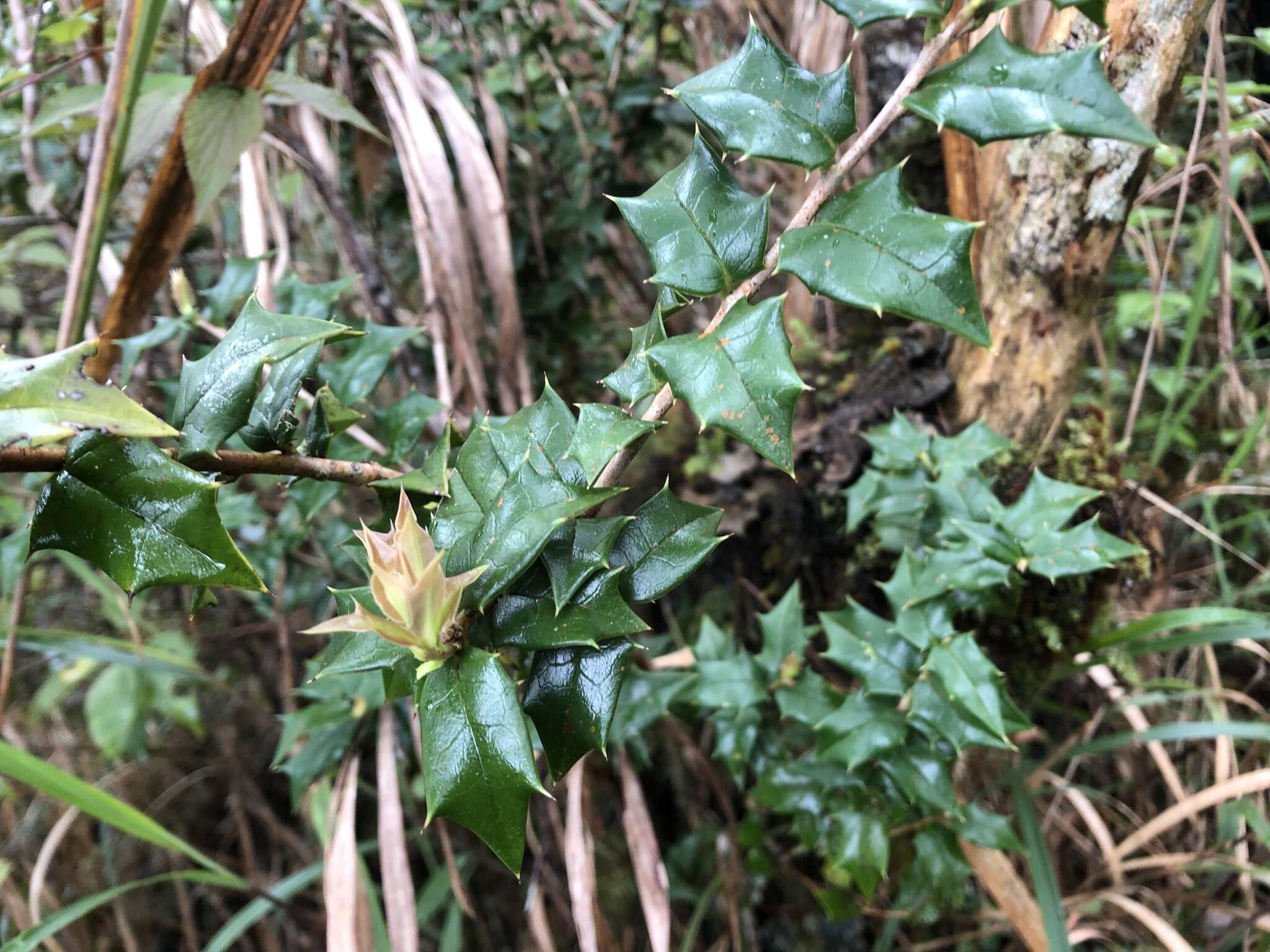 Imagem de Ilex bioritsensis Hayata