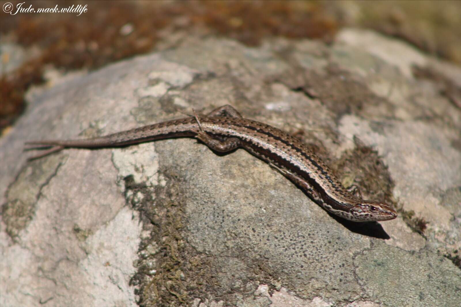 Image of Tasmanian Tree Skink