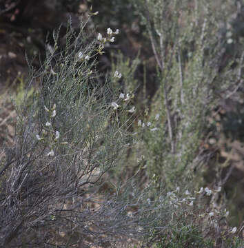 Image of thickpod milkvetch