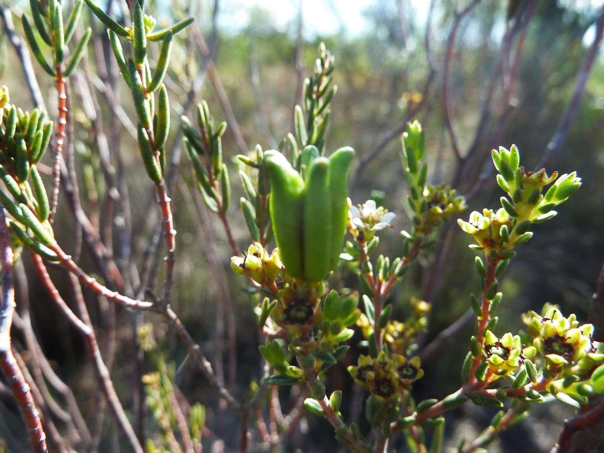 Image of Diosma oppositifolia L.