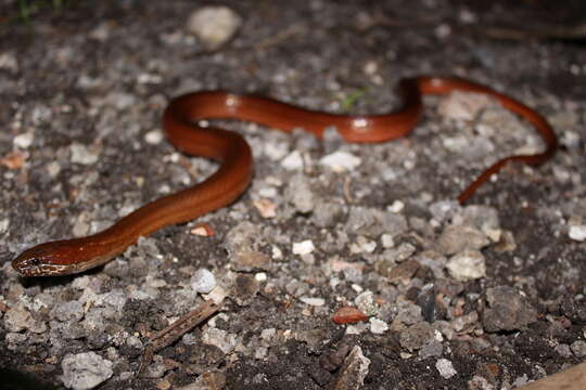 Image of Two-spotted Snake