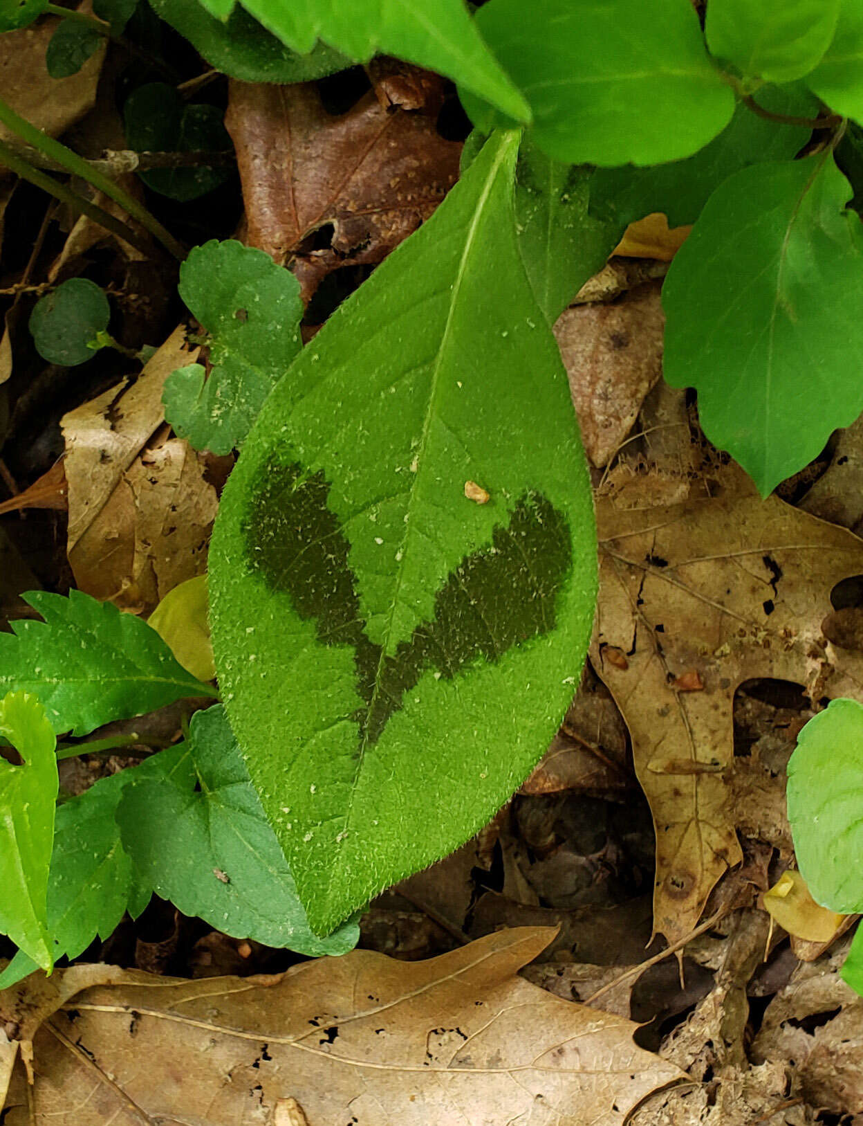 Image of Persicaria filiformis (Thunb.) Nakai