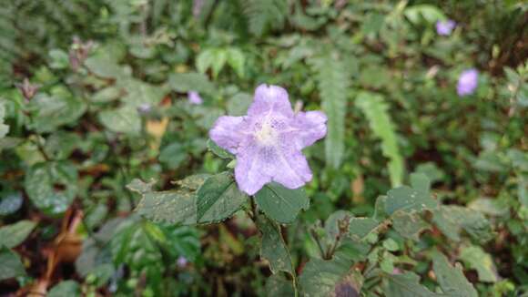 Image of Strobilanthes rankanensis Hayata