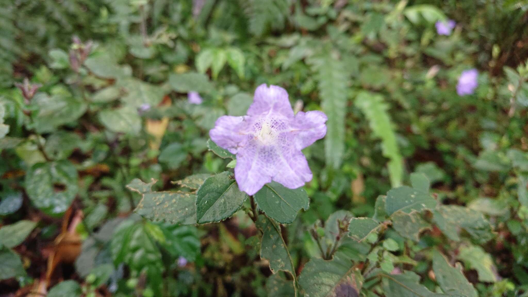 Strobilanthes rankanensis Hayata resmi