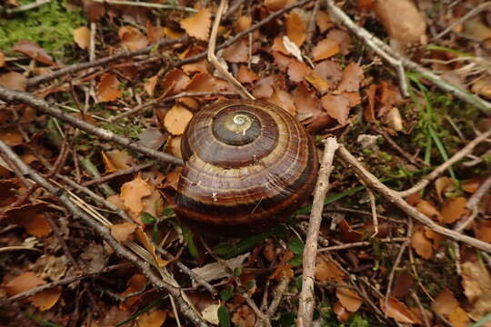 Image of <i>Powelliphanta <i>hochstetteri</i></i> hochstetteri