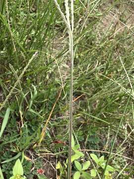 صورة Digitaria ternata (A. Rich.) Stapf