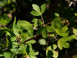 Image of Acer monspessulanum subsp. microphyllum (Boiss.) Bornm.