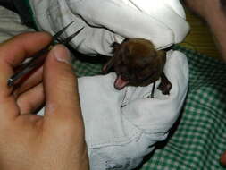 Image of Giant Noctule