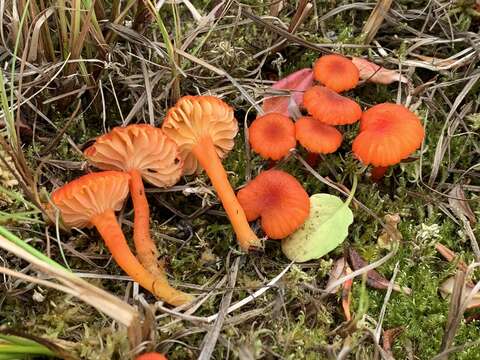 Слика од Hygrocybe coccineocrenata (P. D. Orton) M. M. Moser 1967