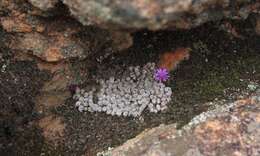 Image of Conophytum minusculum subsp. minusculum