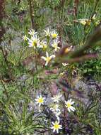 Image of Senecio tweediei Hook. & Arn.