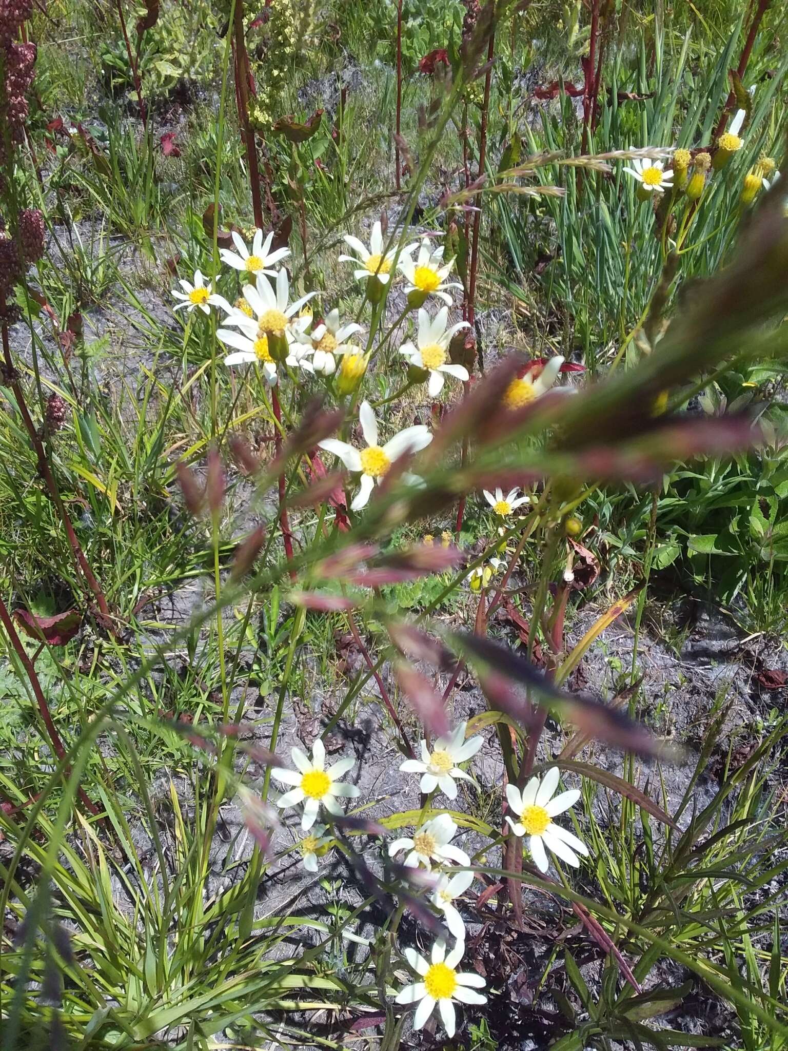 Image of Senecio tweediei Hook. & Arn.