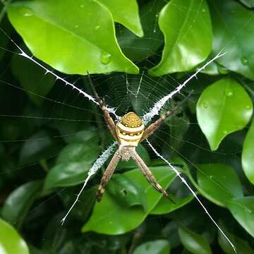 Imagem de Argiope keyserlingi Karsch 1878