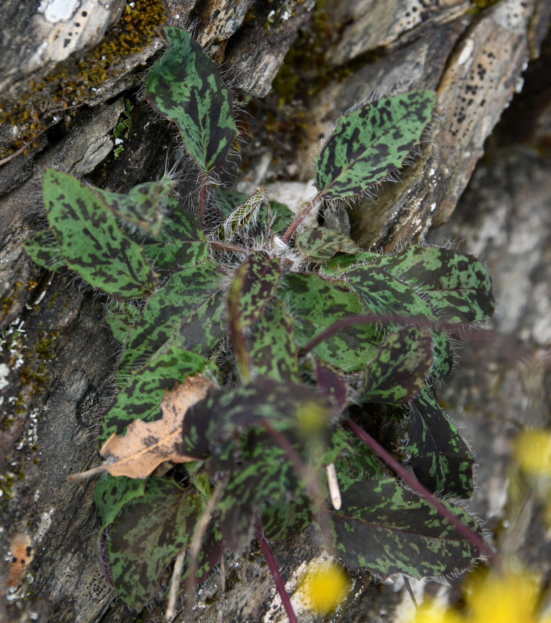 Image of Hieracium glaucinum Jord.