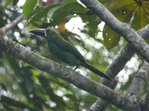 Слика од Aulacorhynchus albivitta (Boissonneau 1840)