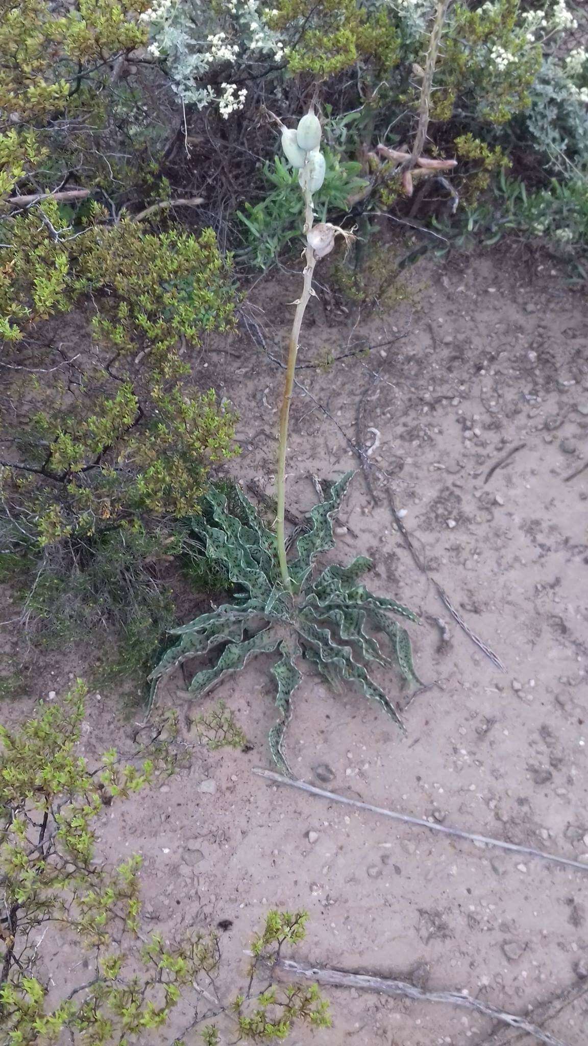 Plancia ëd Agave brunnea S. Watson