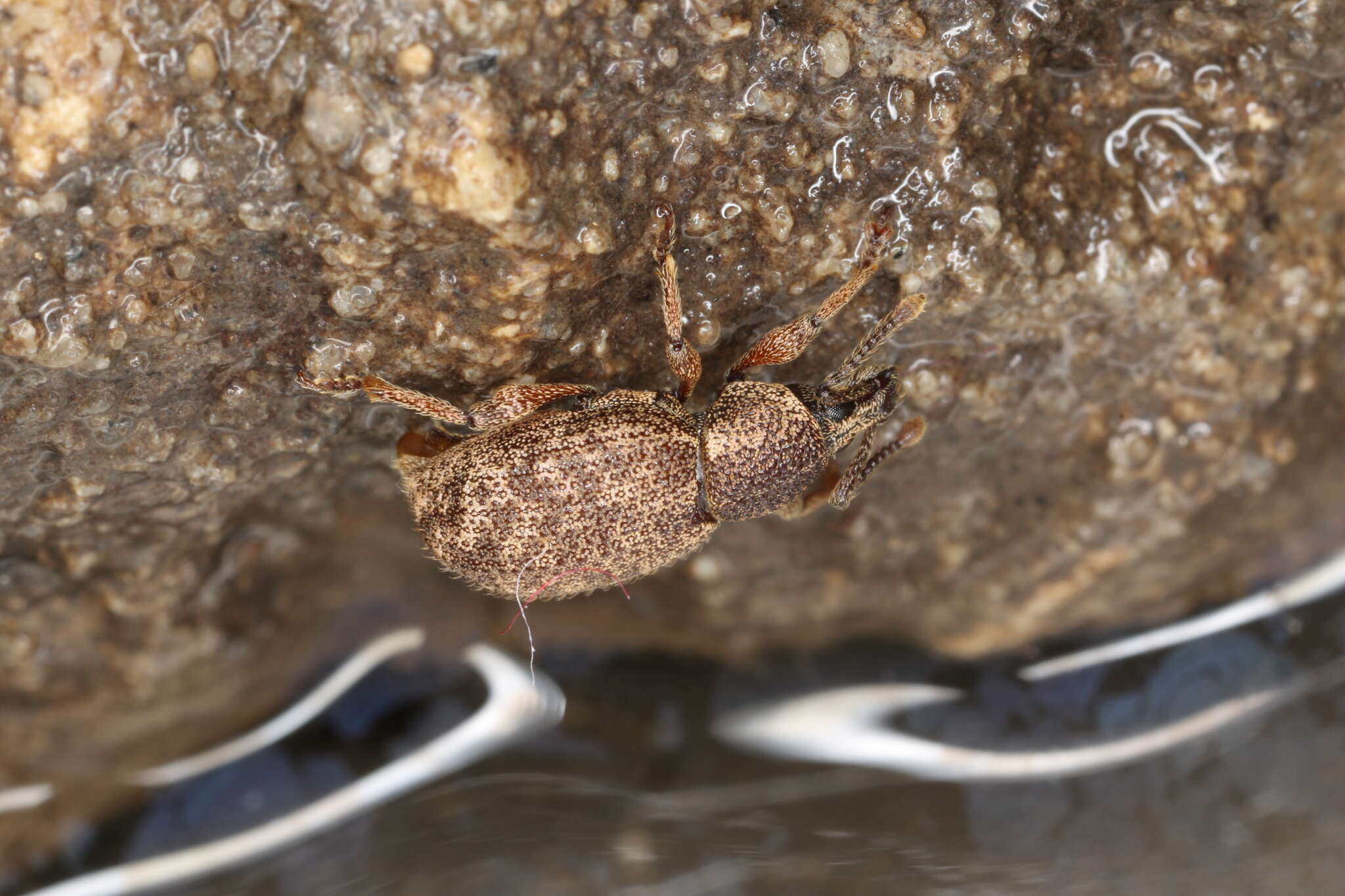 Image of Otiorhynchus (Nihus) singularis (Linnaeus 1767)