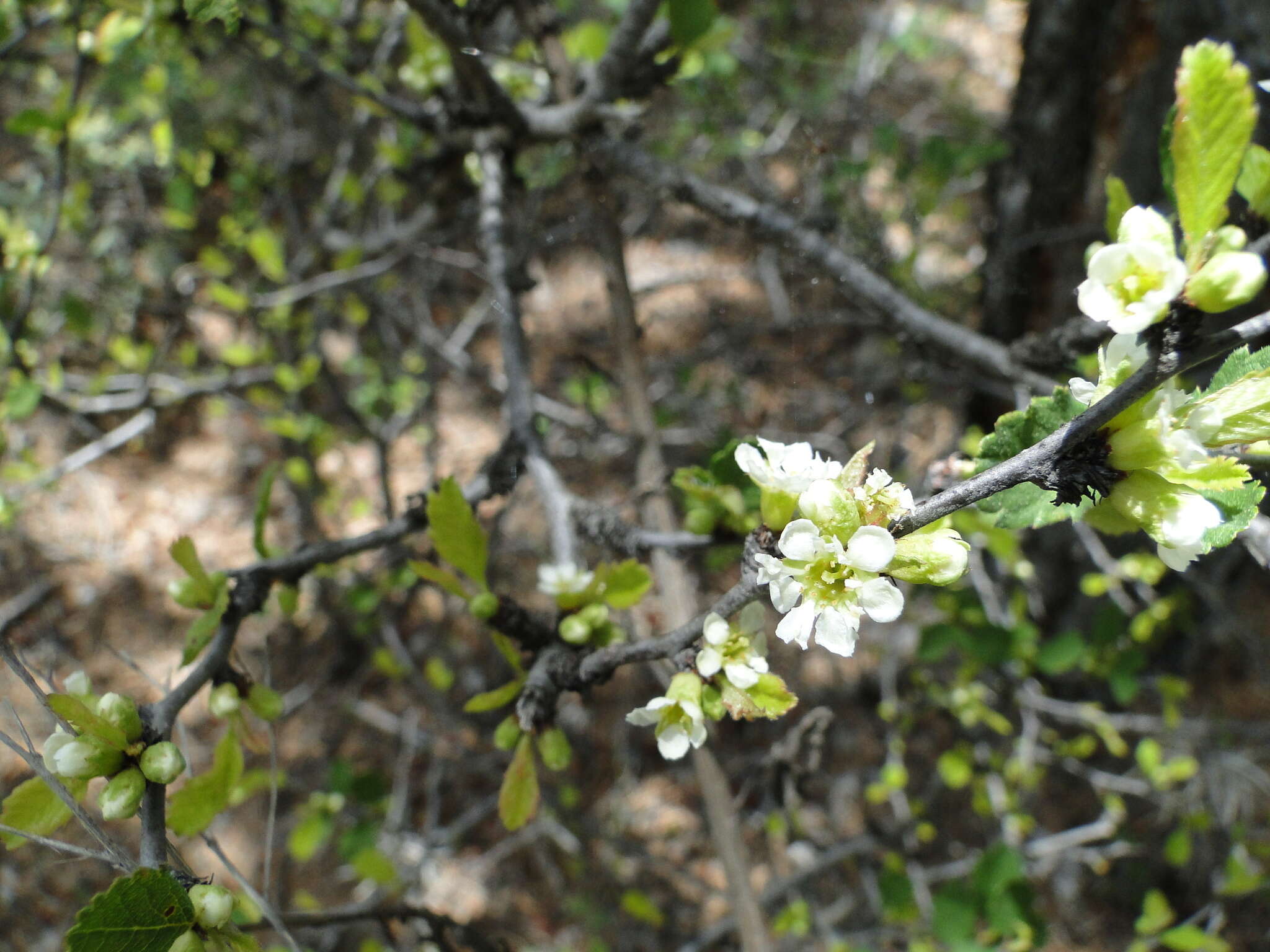 Prunus cercocarpifolia J. A. Villarreal Q. resmi