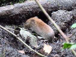 Image of Bank Vole