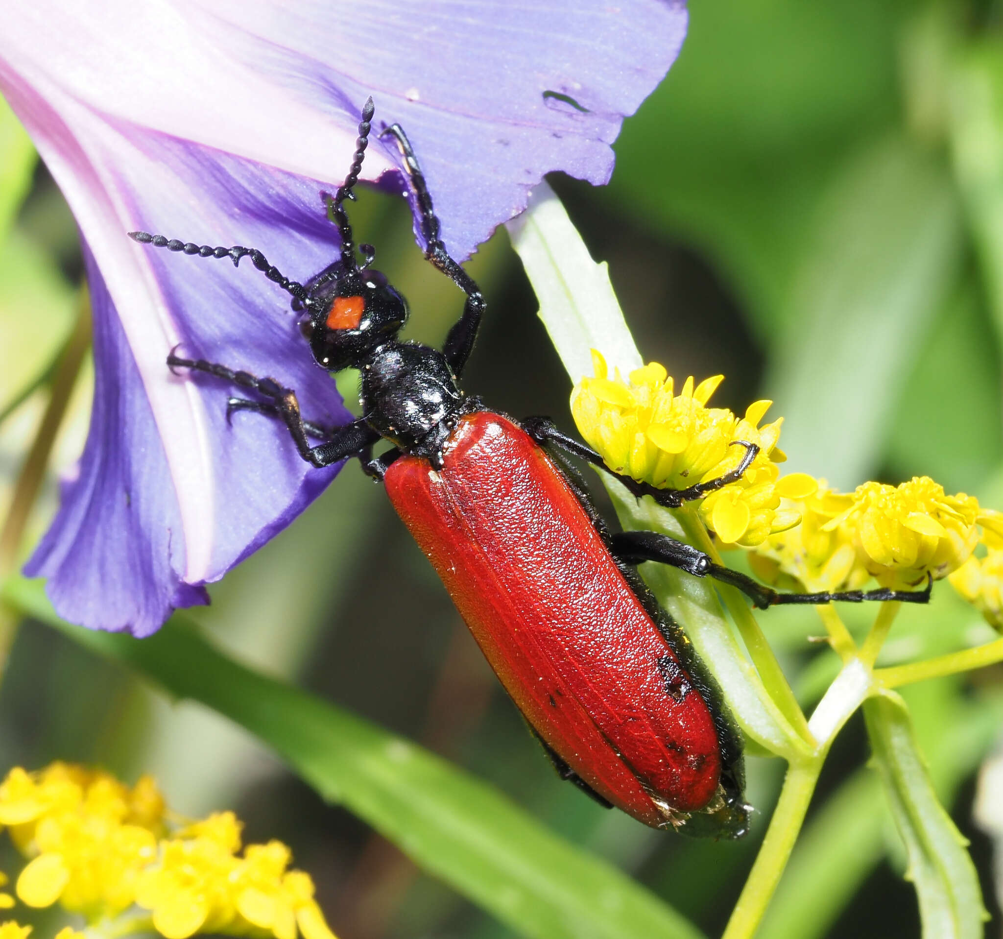 Image of Lytta (Adicolytta) cardinalis Chevrolat 1834