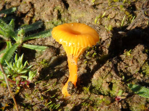 Image de Lichenomphalia chromacea (Cleland) Redhead, Lutzoni, Moncalvo & Vilgalys 2002