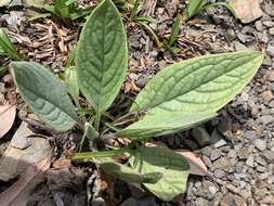 Image of Ceylon hound's tongue