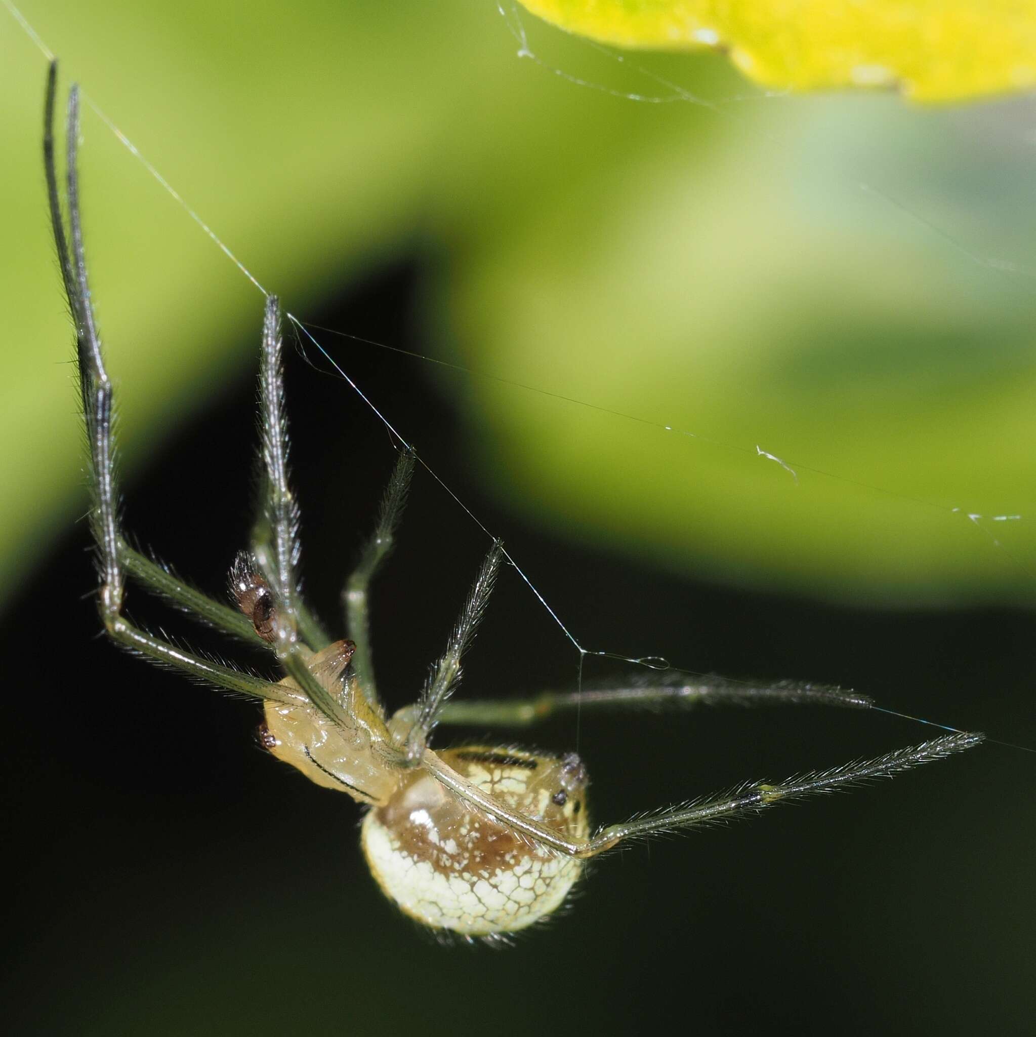 Imagem de Mangora acalypha (Walckenaer 1802)