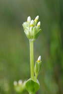 Image of Sebaea albidiflora F Muell.