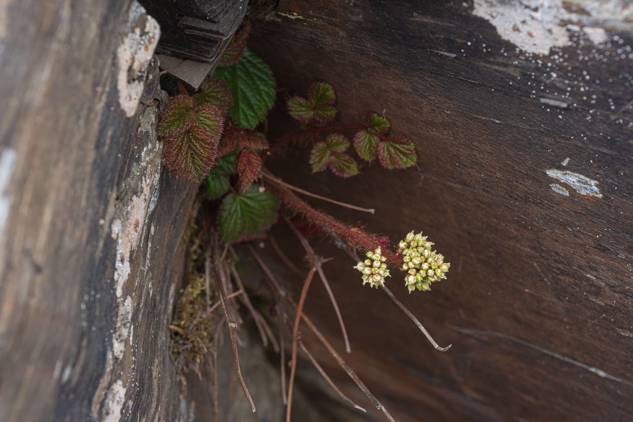 Image of Astilbe macroflora Hayata