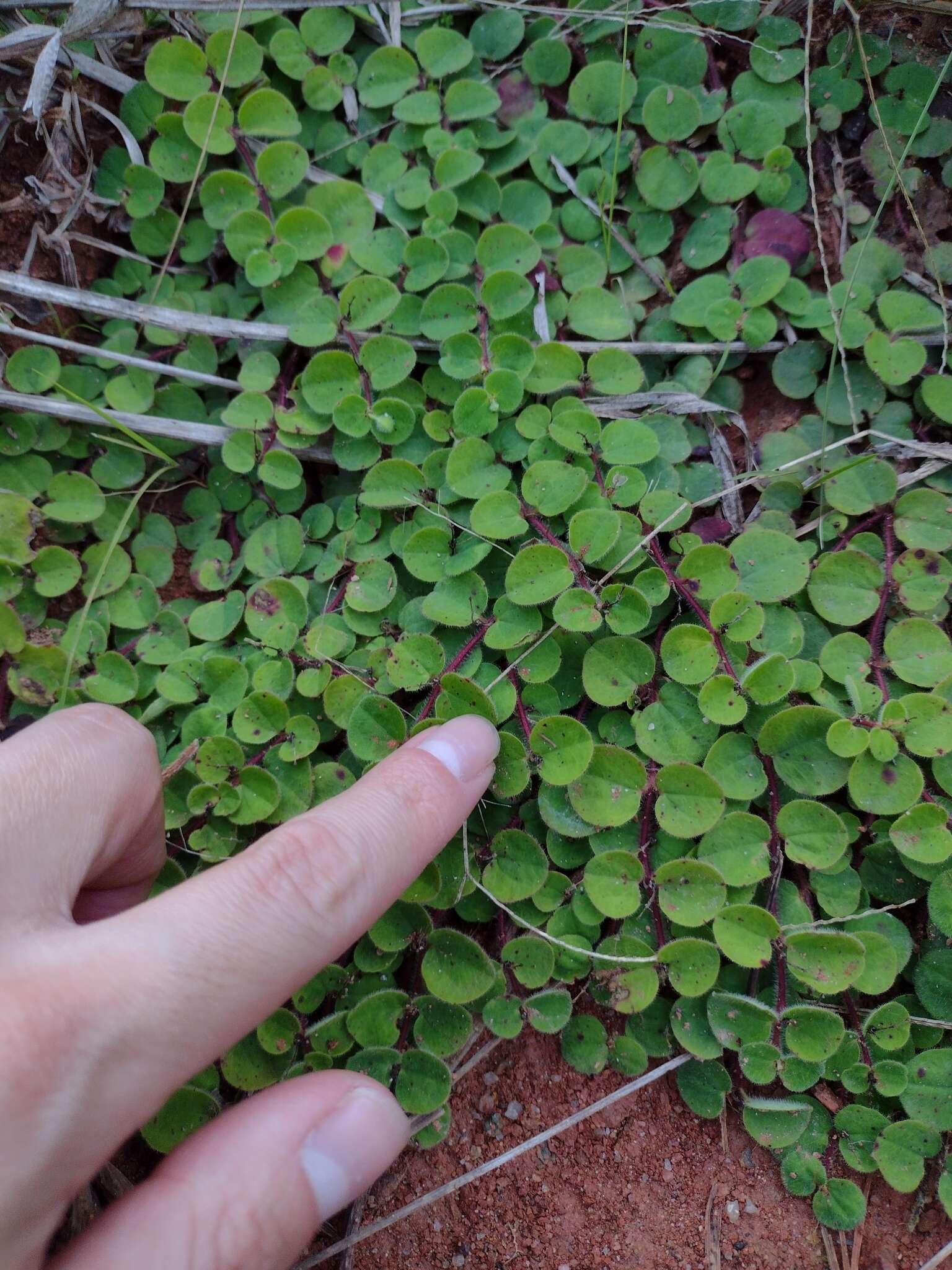 Image of Euphorbia peperomioides Boiss.