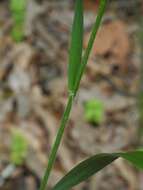 Image of Nottoway Valley brome