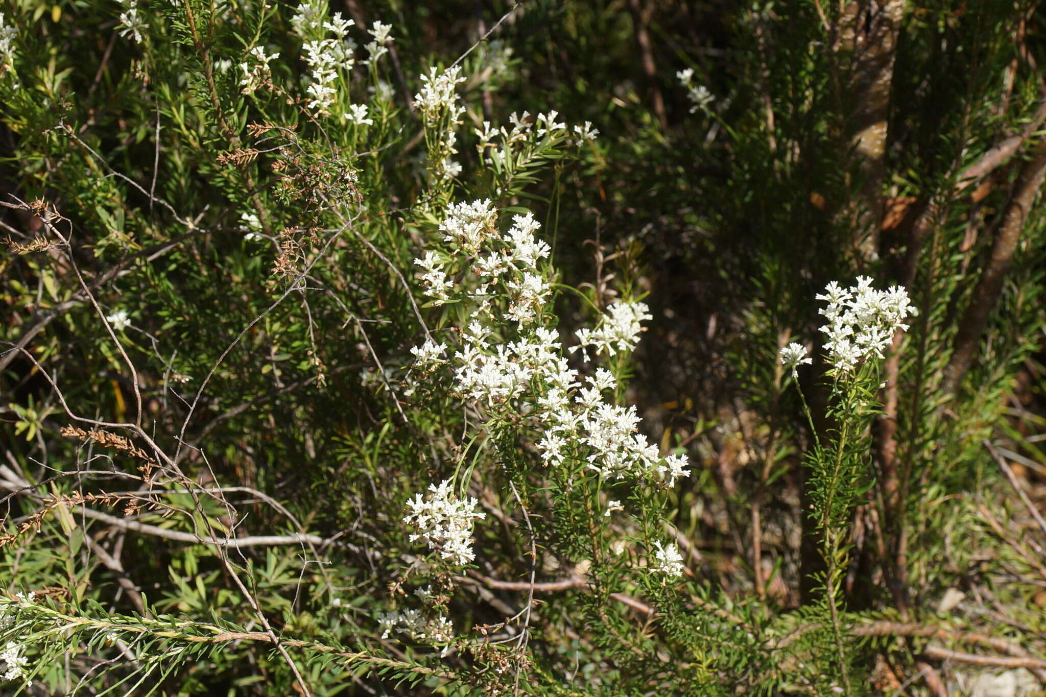 Image of Conospermum taxifolium C. F. Gaertner