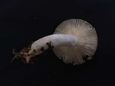 Imagem de Amanita albocreata (G. F. Atk.) E.-J. Gilbert 1941