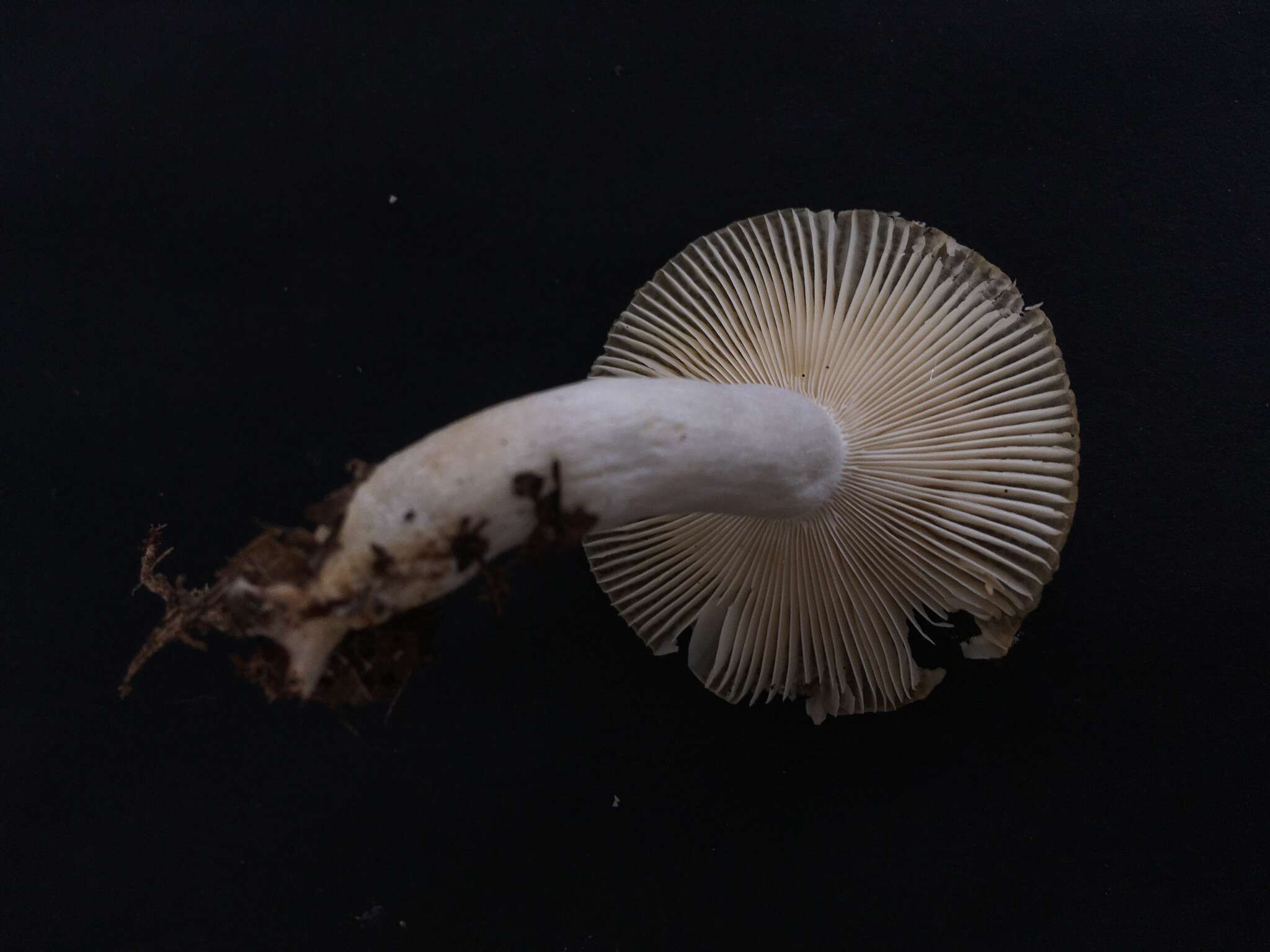 Image of Amanita albocreata (G. F. Atk.) E.-J. Gilbert 1941