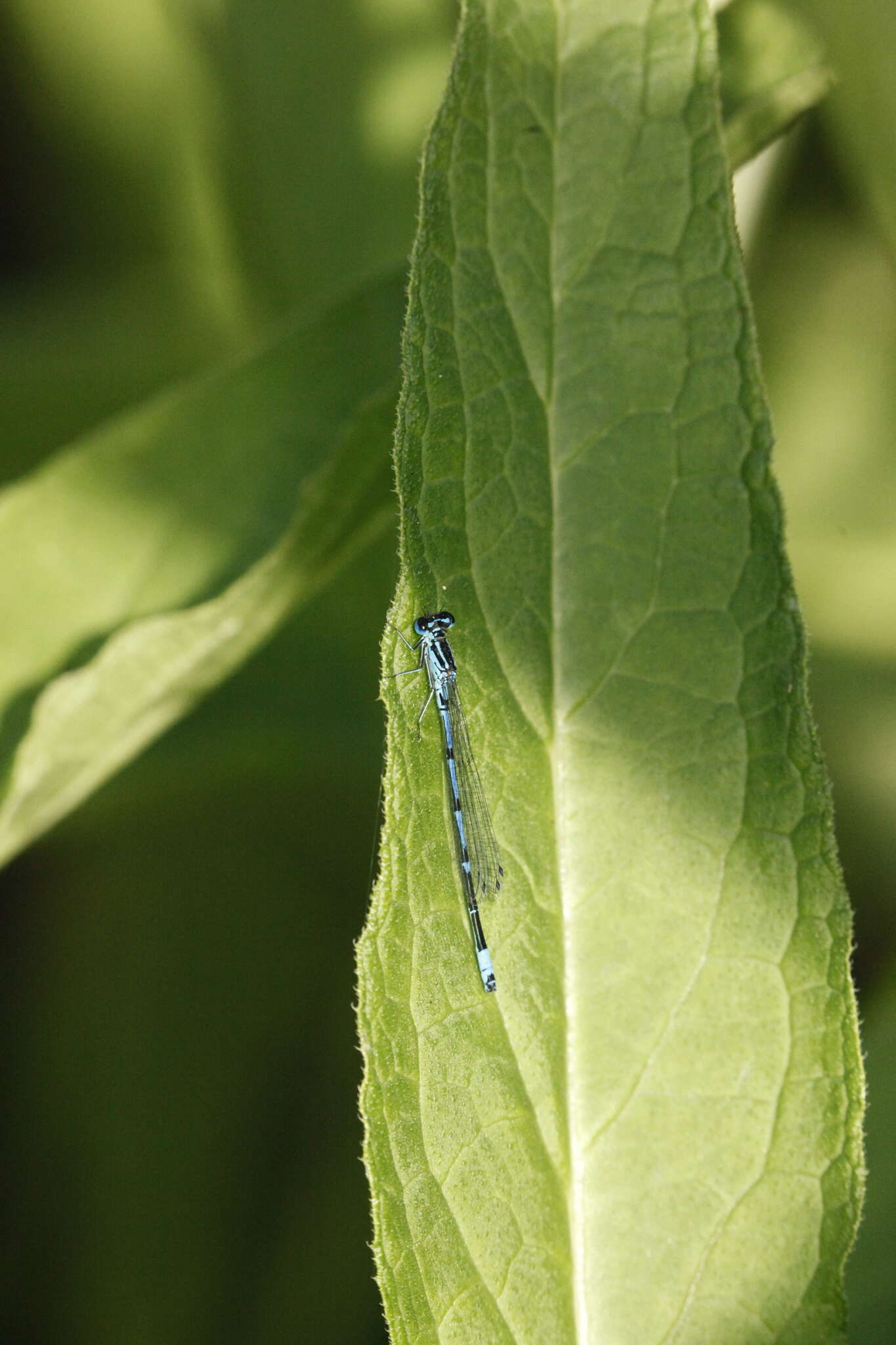 Image of Variable Bluet