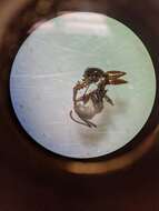 Image of Aphaenogaster picea (Wheeler 1908)