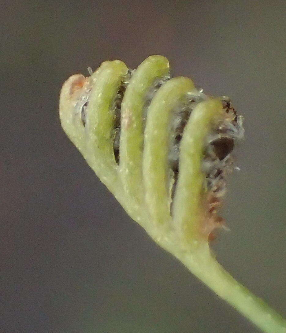 Image of Schizaea tenella Kaulf.