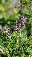 Image of elegant milkvetch