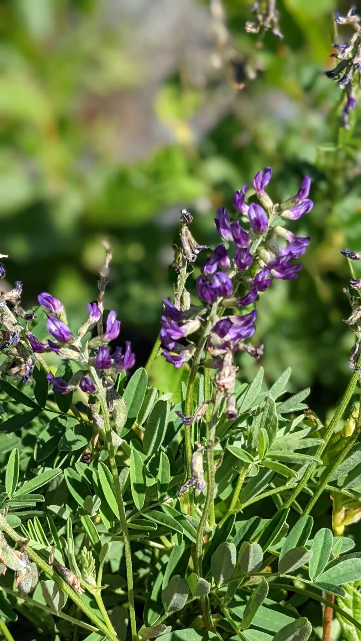 Image of elegant milkvetch