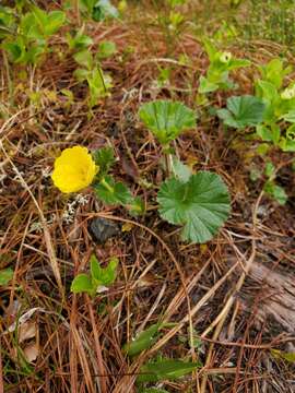 Image of Caltha-Leaf Avens