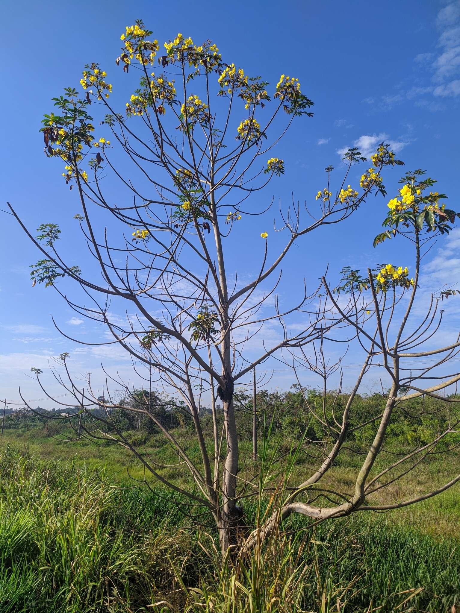 Imagem de Cochlospermum orinocense (Kunth) Steud.