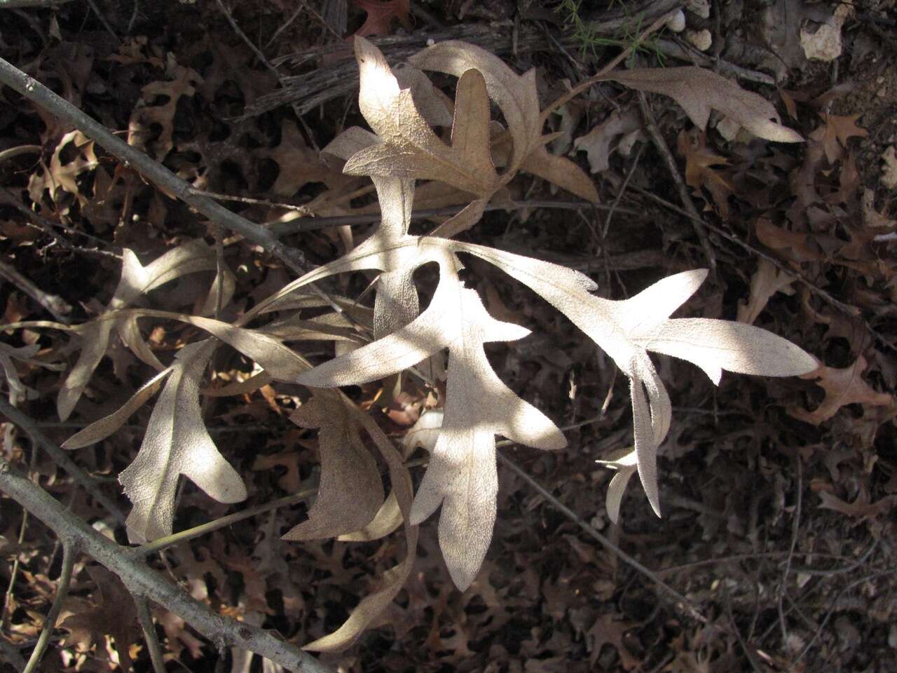 Image de Silphium albiflorum A. Gray