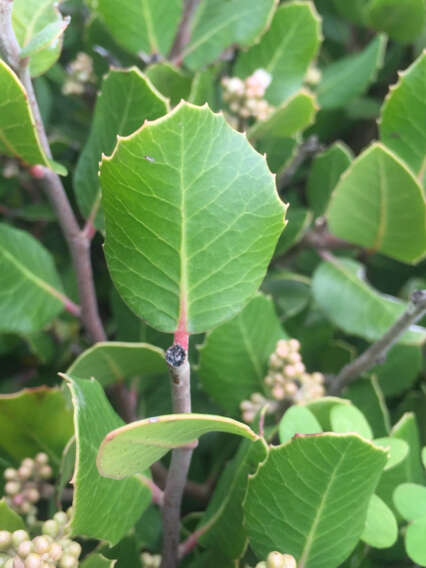 Image of lemonade sumac