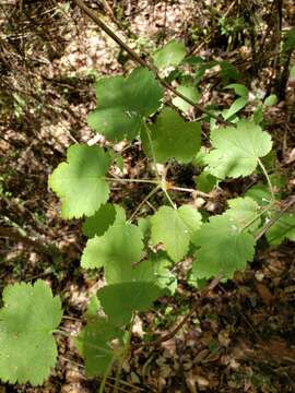 Image of Ribes ciliatum Humb. & Bonpl. ex Roem. & Schult.