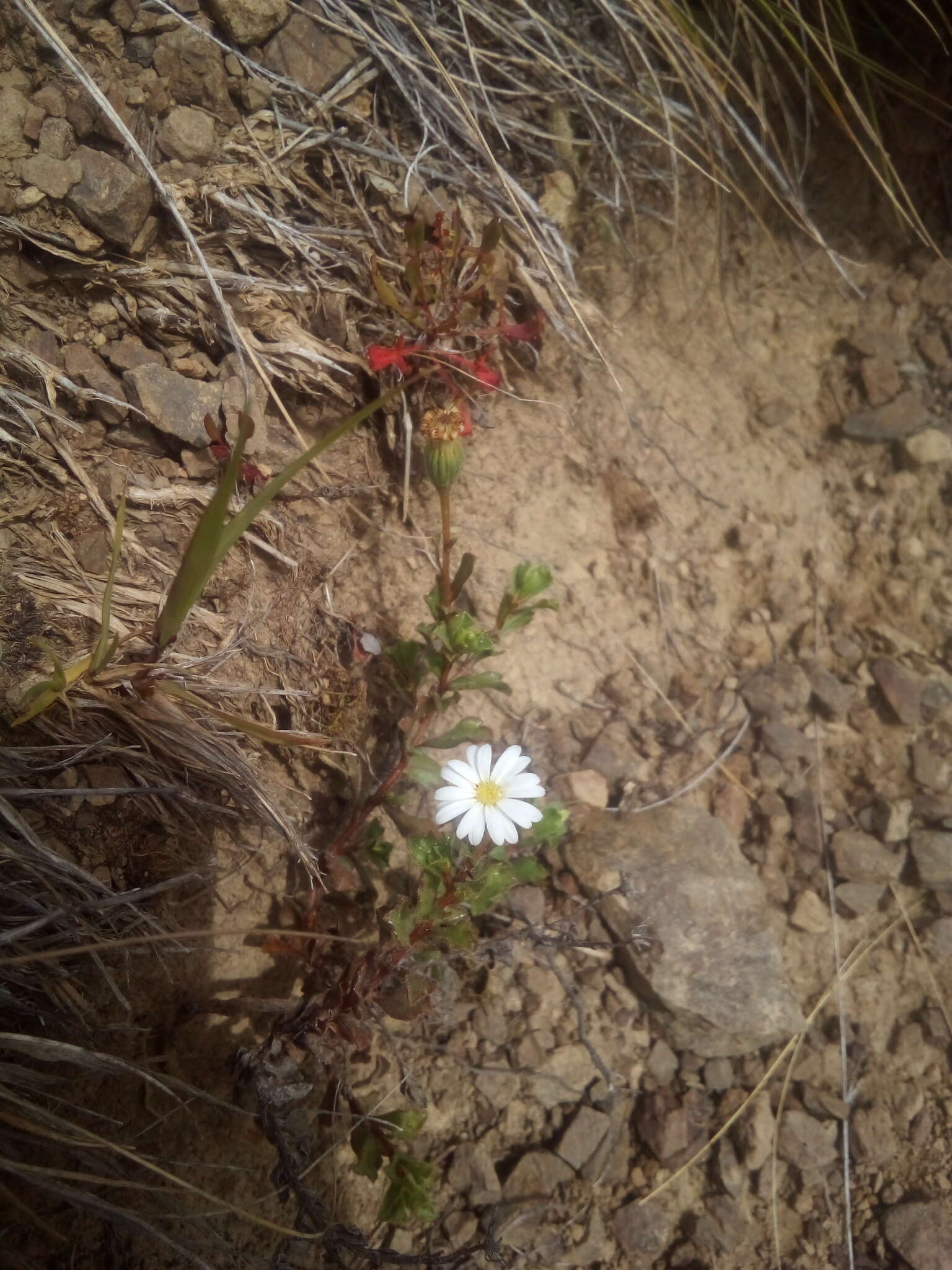 Image of Vittadinia australis A. Rich.