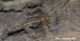 Image of Cretan spotted darner