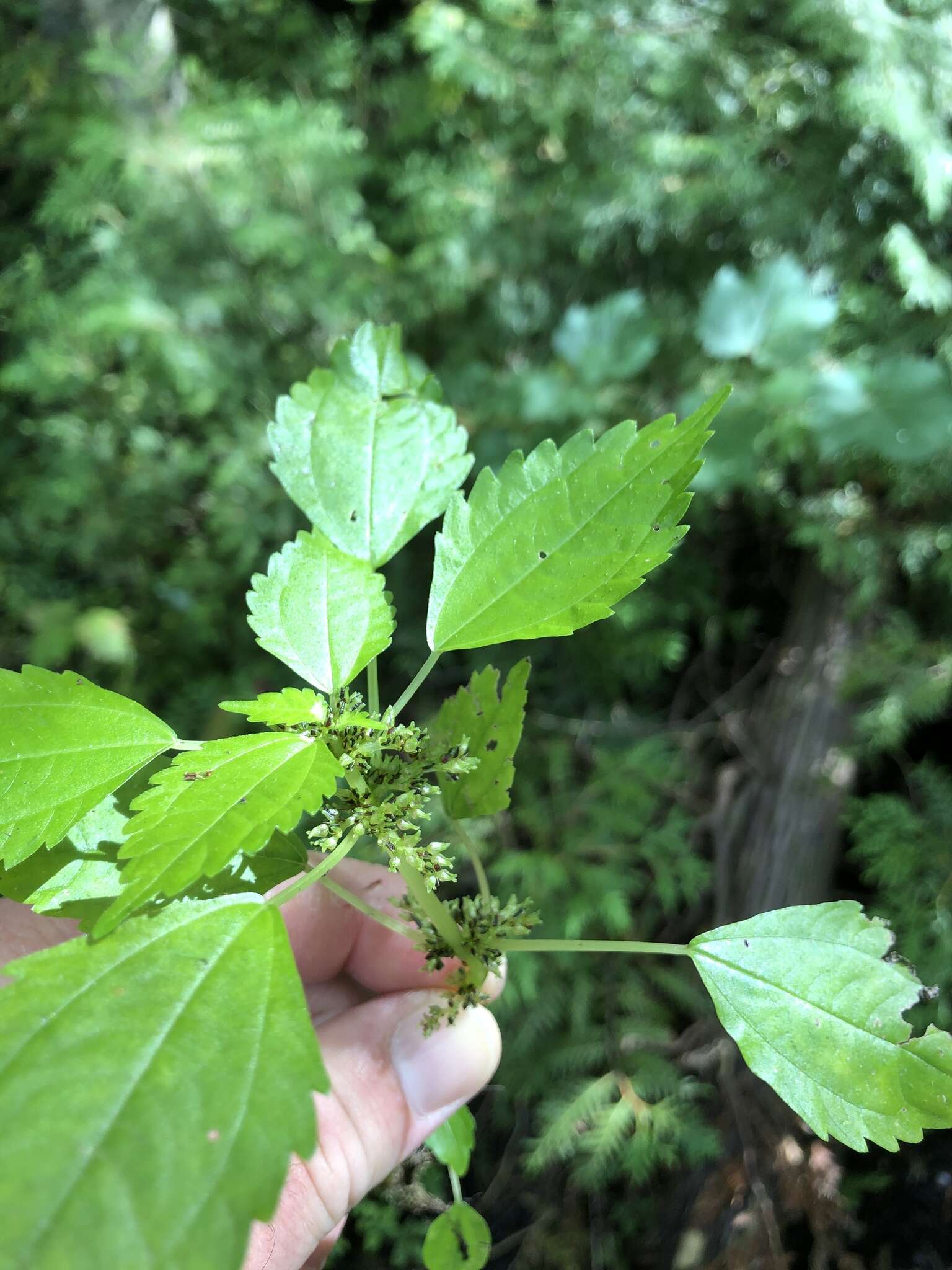 Image of Lesser Clearweed